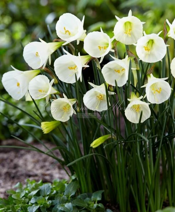 Нарцисс Уайт Петтикоат (Narcissus White Petticoat) — фото 4