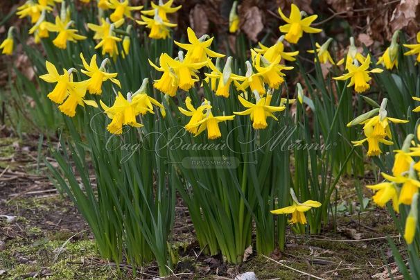 Нарцисс Фебруари Голд (Narcissus February Gold) — фото 3