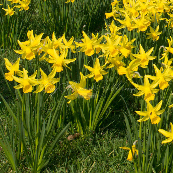Нарцисс Фебруари Голд (Narcissus February Gold) — фото 4
