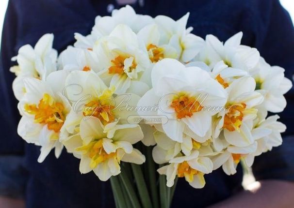 Нарцисс Флауэр Дрифт (Narcissus Flower Drift) — фото 3