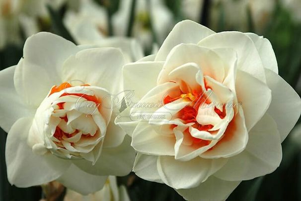 Нарцисс Флауэр Дрифт (Narcissus Flower Drift) — фото 4