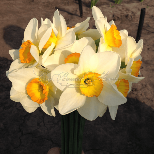 Нарцисс Флауэр Рекорд (Narcissus Flower Record) — фото 3