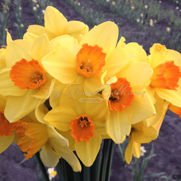 Нарцисс Фортиссимо (Narcissus Fortissimo) — фото 3