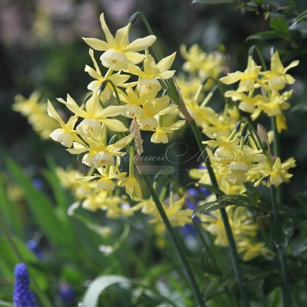 Нарцисс Хавера (Narcissus Hawera) — фото 2