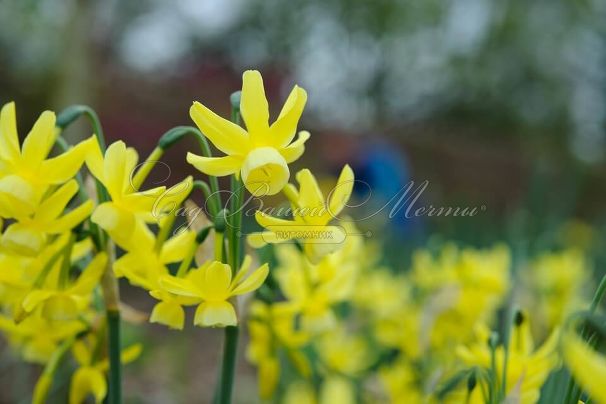 Нарцисс Хавера (Narcissus Hawera) — фото 3