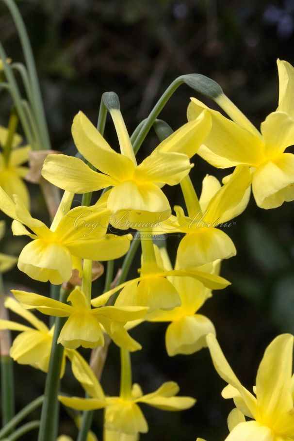 Нарцисс Хавера (Narcissus Hawera) — фото 4