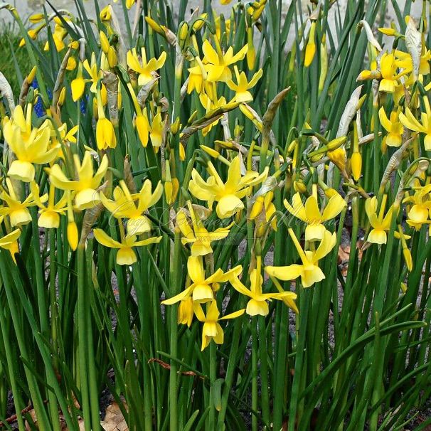 Нарцисс Хавера (Narcissus Hawera) — фото 5