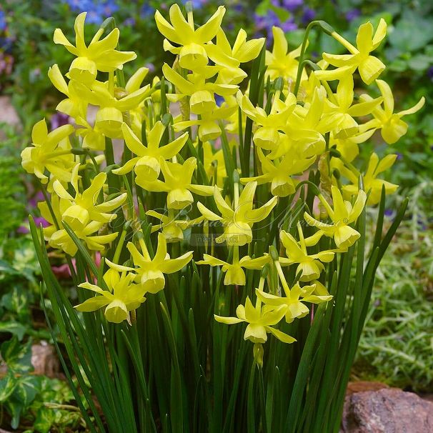 Нарцисс Хавера (Narcissus Hawera) — фото 6