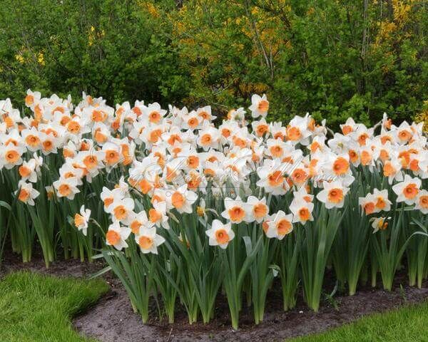 Нарцисс Хромаколор (Narcissus Chromacolor) — фото 2
