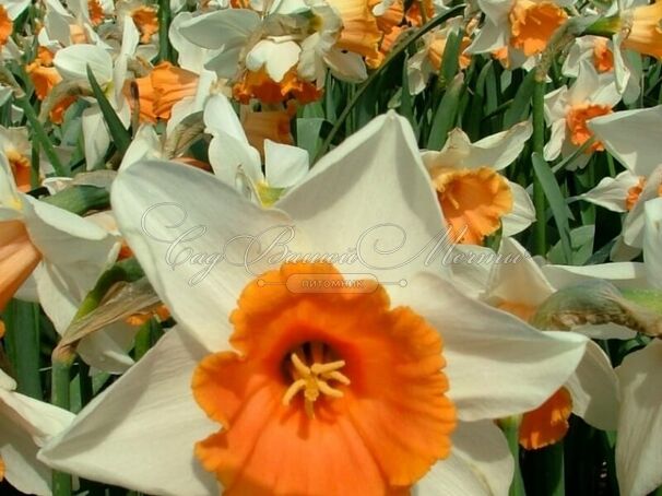 Нарцисс Хромаколор (Narcissus Chromacolor) — фото 3