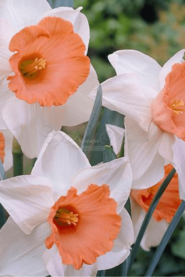 Нарцисс Хромаколор (Narcissus Chromacolor) — фото 4