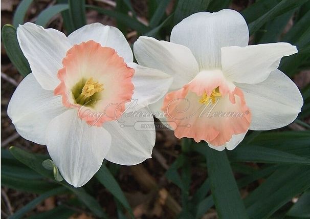 Нарцисс Чарминг Леди (Narcissus Charming Lady) — фото 2