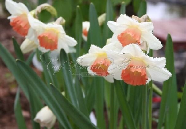 Нарцисс Чарминг Леди (Narcissus Charming Lady) — фото 3