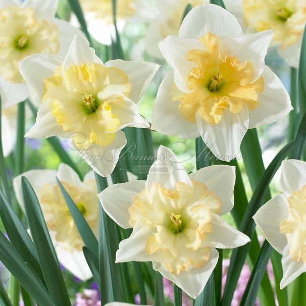 Нарцисс Чейнджинг Колорс (Narcissus Changing Colors) — фото 2