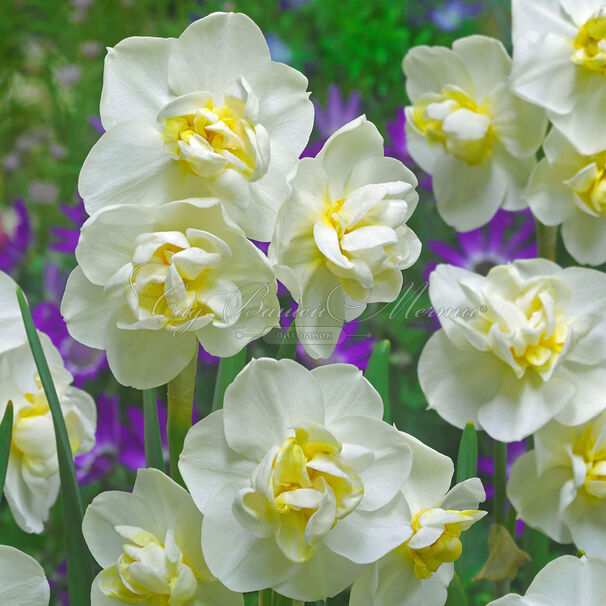 Нарцисс Чирфулнес (Narcissus Cheerfulness) — фото 2