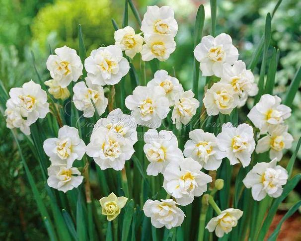 Нарцисс Чирфулнес (Narcissus Cheerfulness) — фото 3