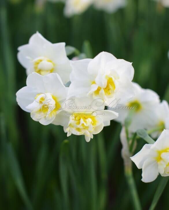 Нарцисс Чирфулнес (Narcissus Cheerfulness) — фото 4