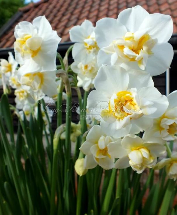 Нарцисс Чирфулнес (Narcissus Cheerfulness) — фото 5