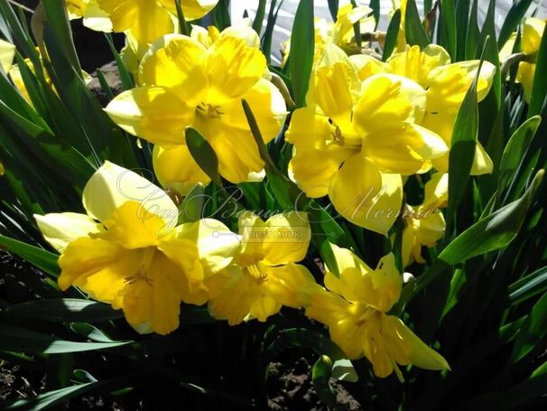 Нарцисс Шантерель (Narcissus Chanterelle) — фото 2