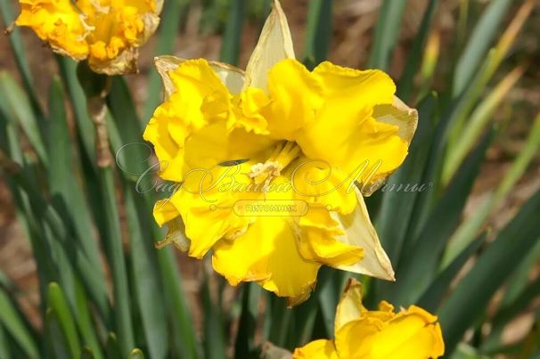Нарцисс Шантерель (Narcissus Chanterelle) — фото 3