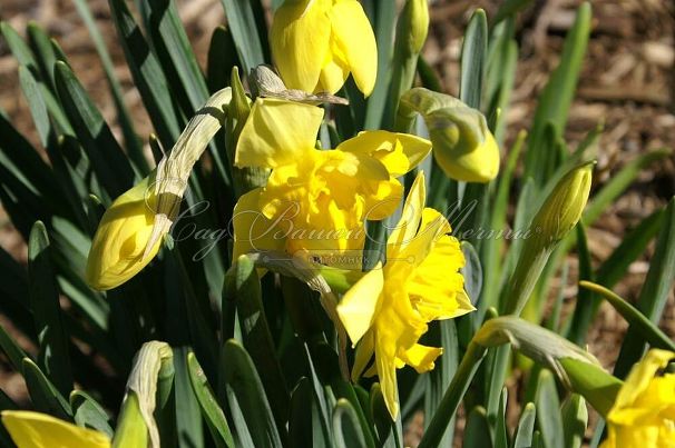 Нарцисс Шантерель (Narcissus Chanterelle) — фото 4
