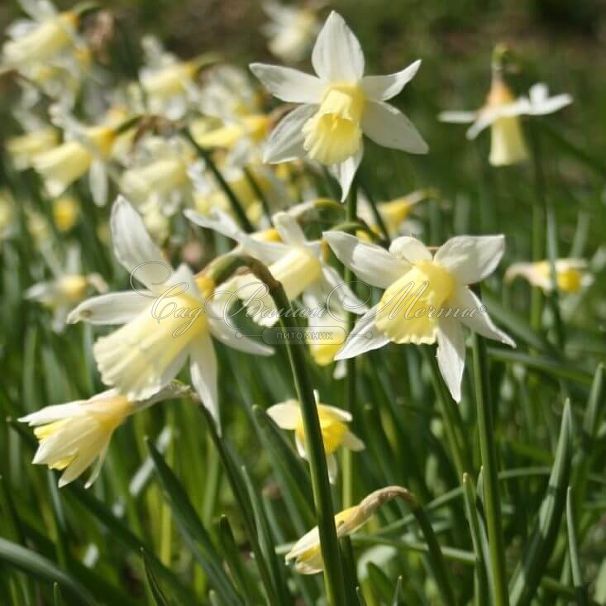 Нарцисс Элка (Narcissus Elka) — фото 2