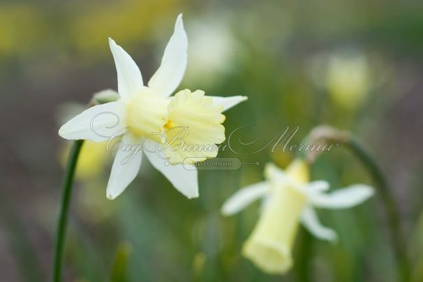 Нарцисс Элка (Narcissus Elka) — фото 3