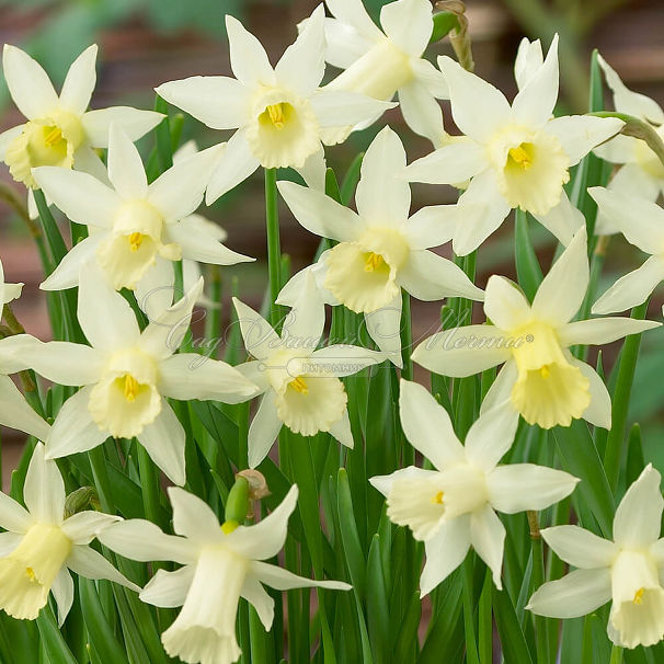 Нарцисс Элка (Narcissus Elka) — фото 4