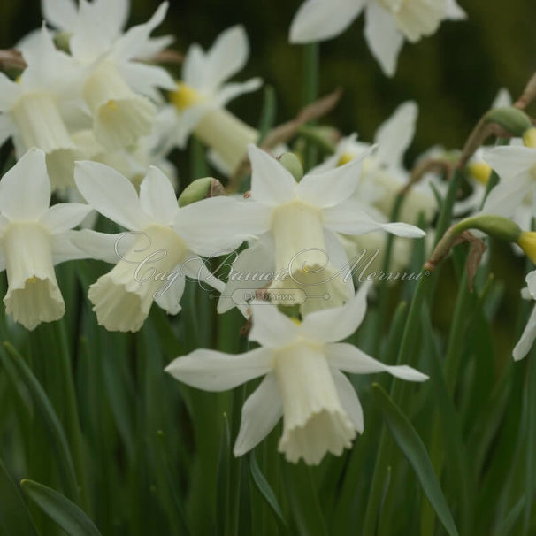 Нарцисс Элка (Narcissus Elka) — фото 6
