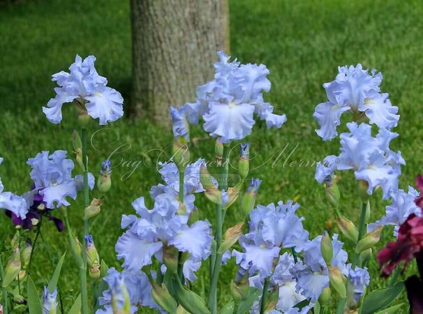 Ирис "Абсолют Трежер" (Iris Absolute Treasure) — фото 2