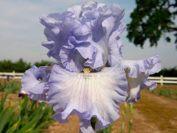 Ирис "Абсолют Трежер" (Iris Absolute Treasure) — фото 3