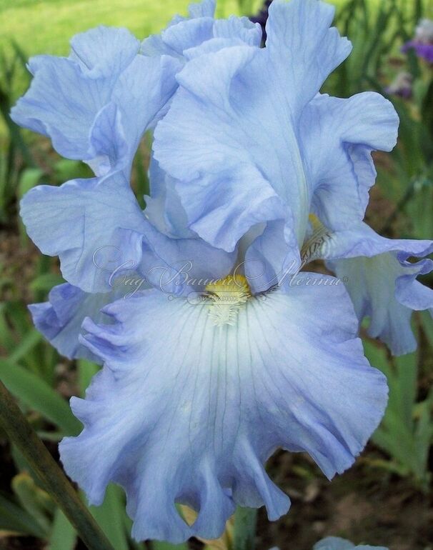 Ирис "Абсолют Трежер" (Iris Absolute Treasure) — фото 4