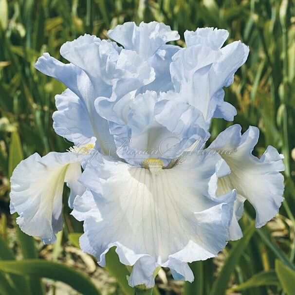 Ирис "Абсолют Трежер" (Iris Absolute Treasure) — фото 5