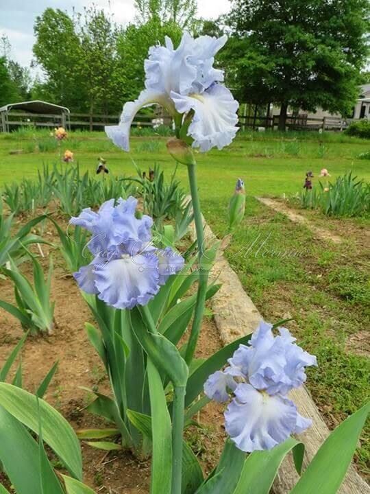 Ирис "Абсолют Трежер" (Iris Absolute Treasure) — фото 8