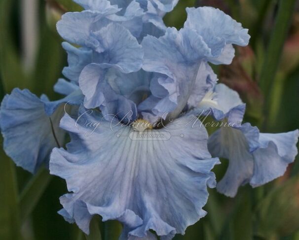 Ирис "Абсолют Трежер" (Iris Absolute Treasure) — фото 9