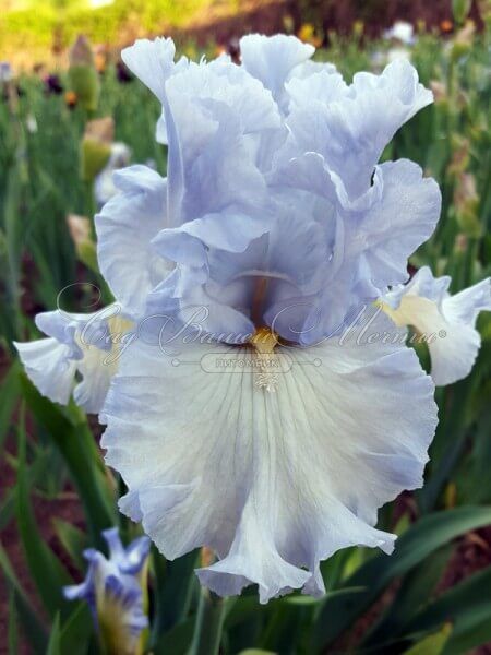 Ирис "Абсолют Трежер" (Iris Absolute Treasure) — фото 10