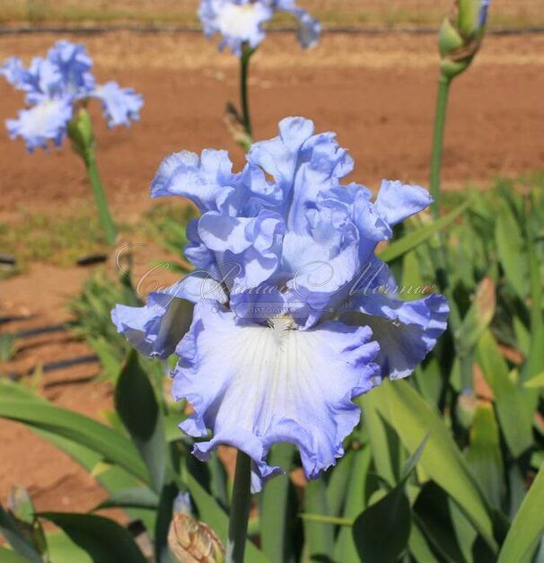 Ирис "Абсолют Трежер" (Iris Absolute Treasure) — фото 11