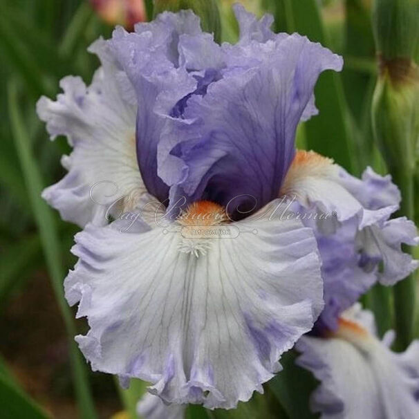 Ирис "Адорегон" (Iris Adoregon) — фото 2