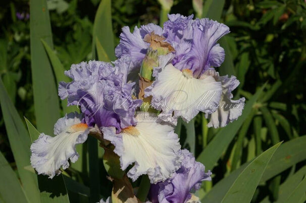 Ирис "Адорегон" (Iris Adoregon) — фото 3