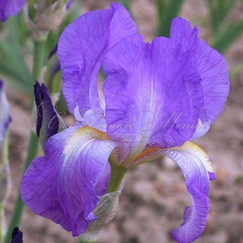 Ирис "Азиаде" (Iris Azyiade) — фото 2