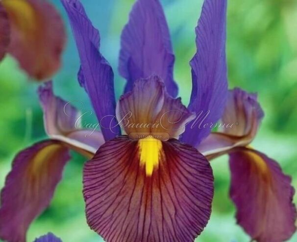 Ирис "Ай оф зе Тайгер" (Iris Eye of the Tiger) — фото 3