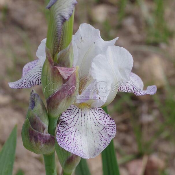 Ирис "Айсинг" (Iris Icing) — фото 2