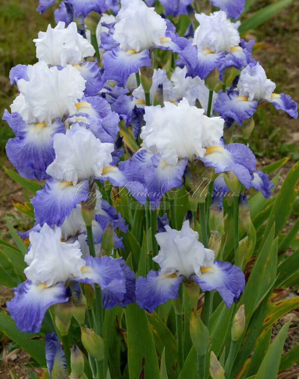 Ирис "Ализе" (Iris Alizes) — фото 3