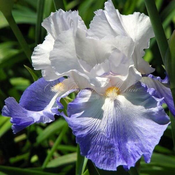 Ирис "Ализе" (Iris Alizes) — фото 4