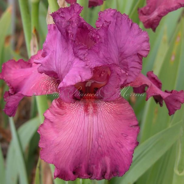 Ирис "Амбрози" (Iris Ambroisie) — фото 2