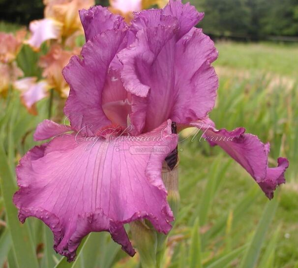 Ирис "Амбрози" (Iris Ambroisie) — фото 3