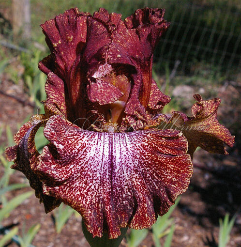 Ирис "Американ Ориджинал" (Iris American Original) — фото 4