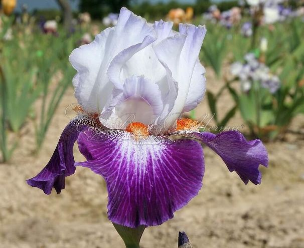 Ирис "Ампрэсьон де Жуи" (Iris Impressions De Jouy) — фото 2