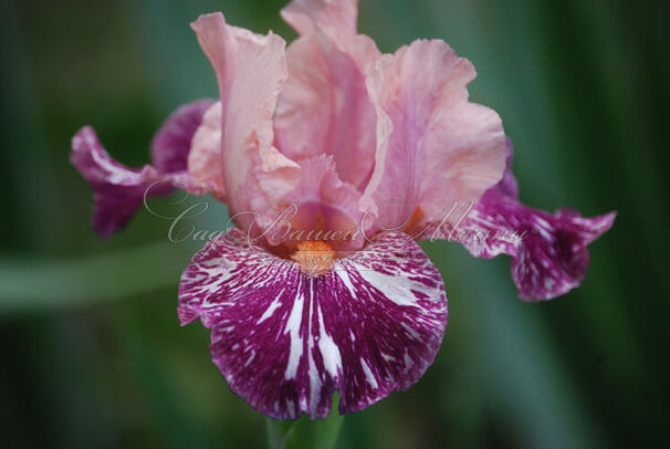 Ирис "Анаконда Лав" (Iris Anaconda Love) — фото 4