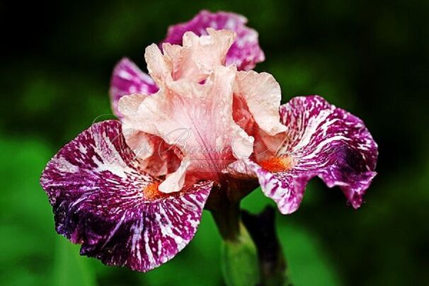 Ирис "Анаконда Лав" (Iris Anaconda Love) — фото 7